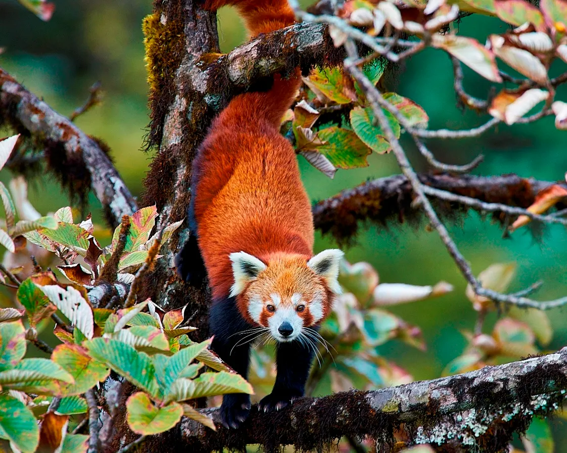 Red panda climbing tree in cool Himalayan forest habitat