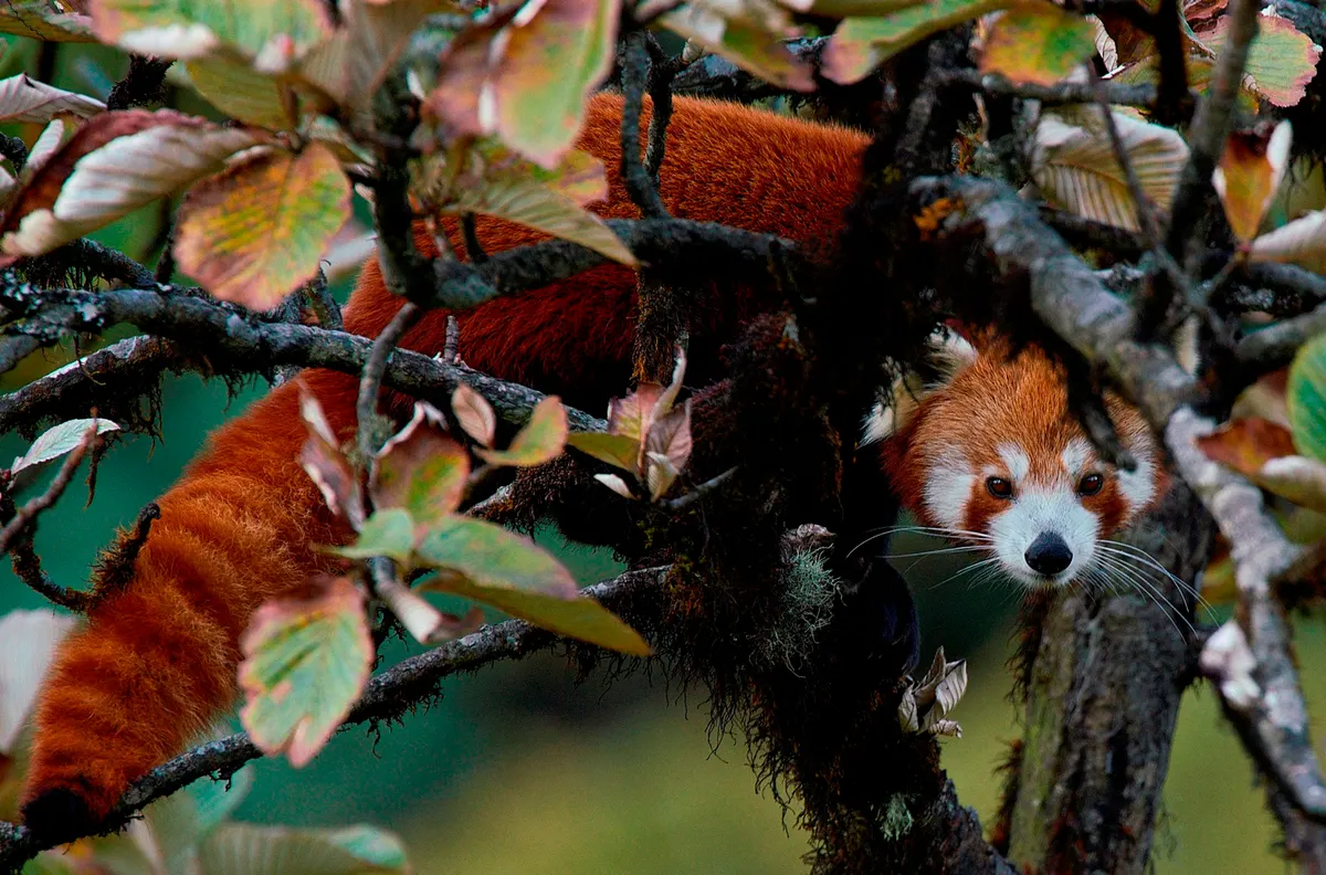 Red panda moving through forest branches in Himalayan region