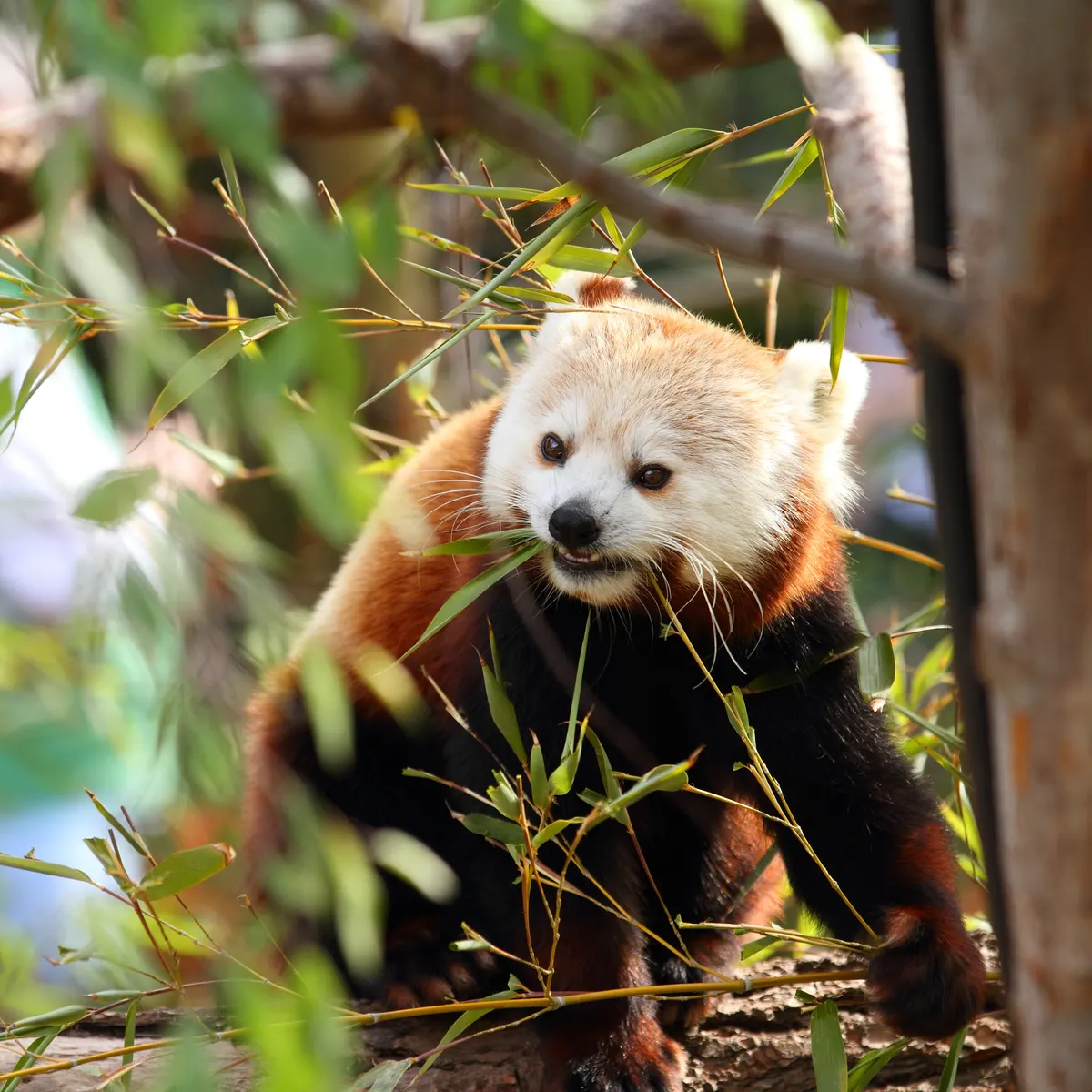 Red panda eating bamboo leaves
