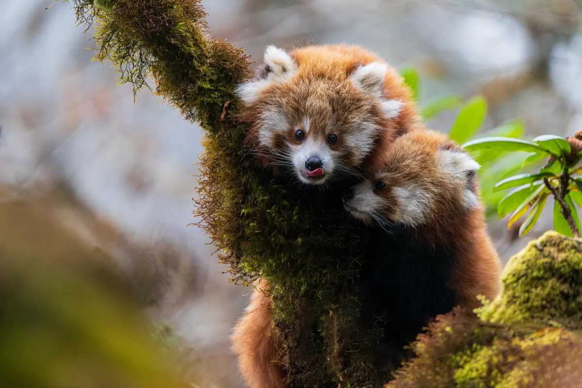 Two young red pandas in a tree in Langtang National Park, Nepal