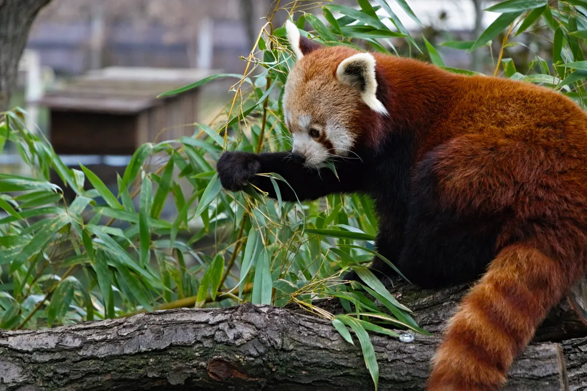 Wild red panda perching on a mossy branch in mountain forest