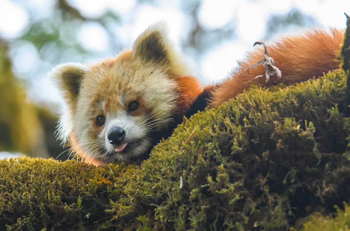 Red panda perched in a tree in its forest habitat