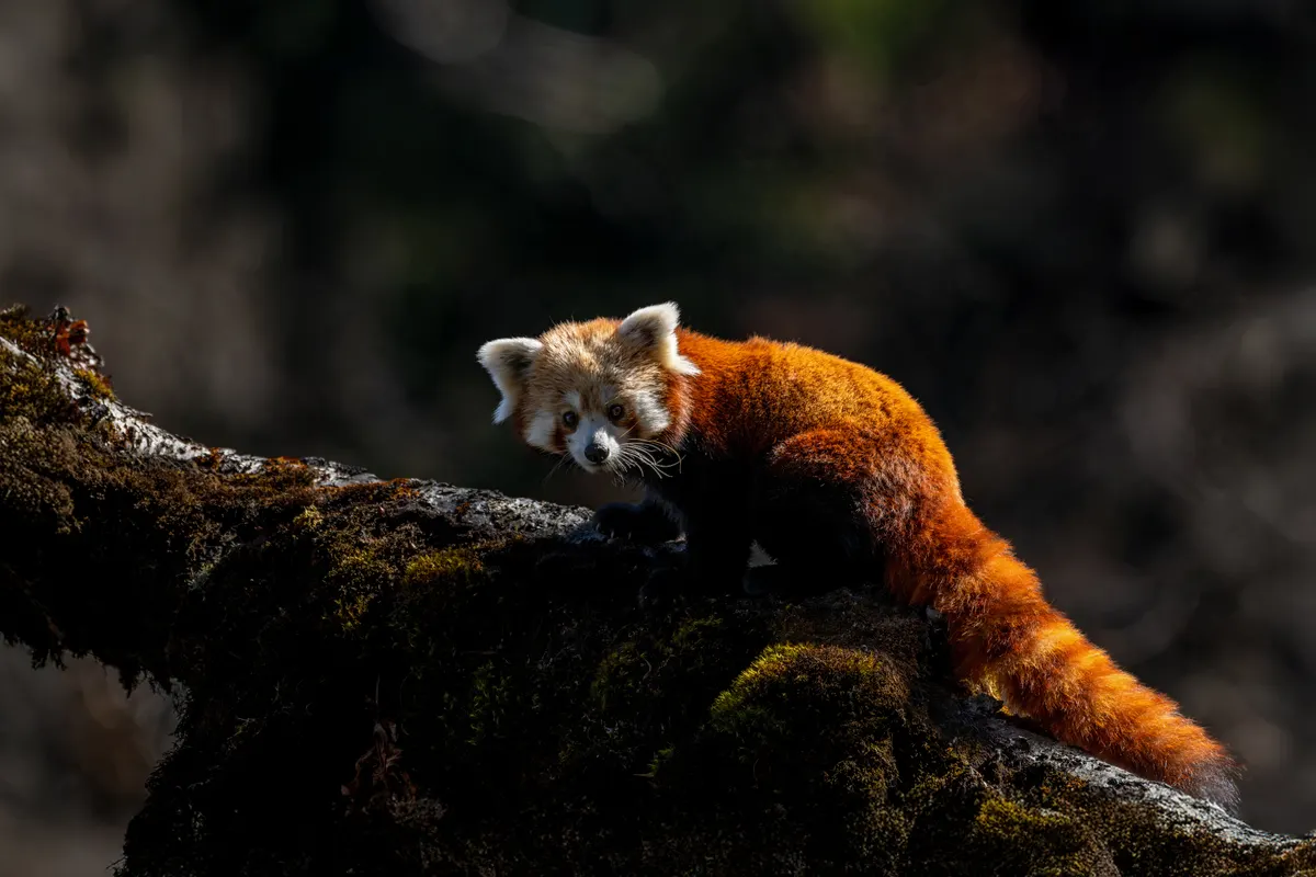 Red panda resting on a mossy branch in Langtang National Park, Nepal