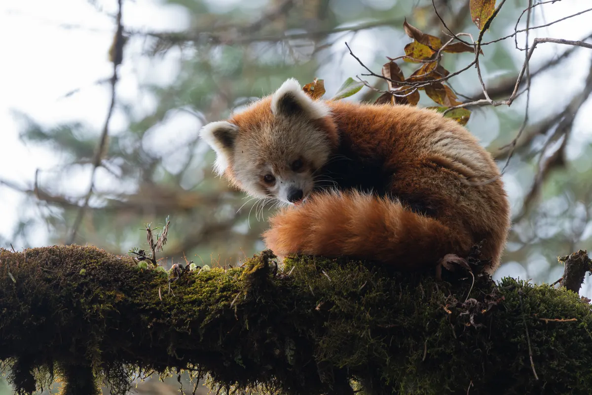 Red panda in the Himalayan mountains