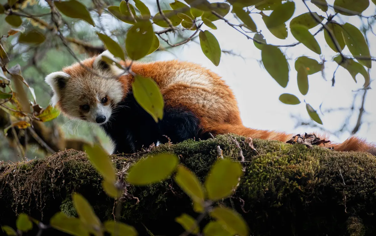 Full-body view of a red panda showing its size and bushy tail