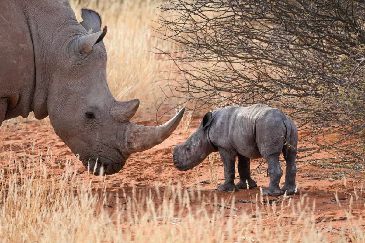 Mother white rhinoceros with newborn calf