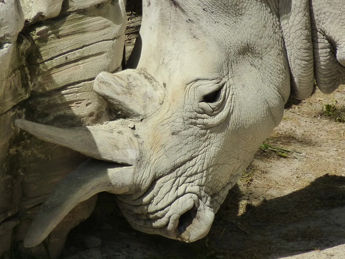 Close-up of a white rhinoceros face and horns