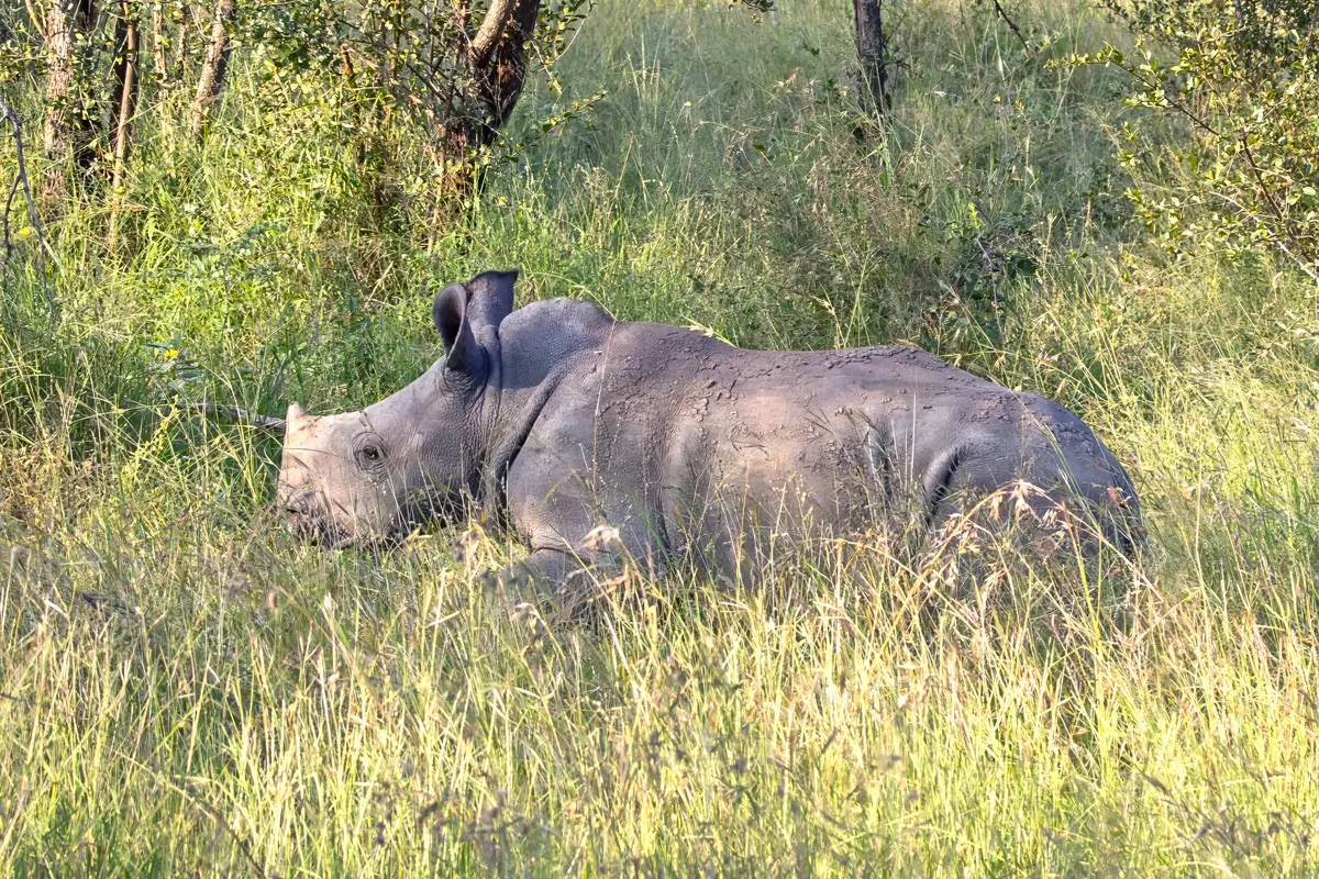 Juvenile white rhinoceros in Kruger habitat