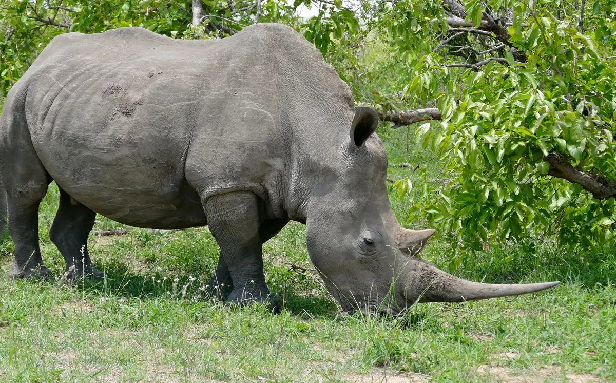 Female white rhinoceros grazing on savanna grass