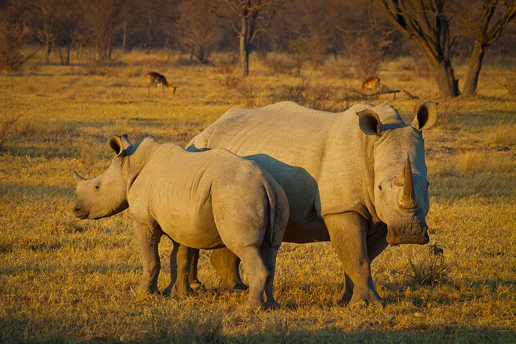 White rhinoceros with young calf in habitat