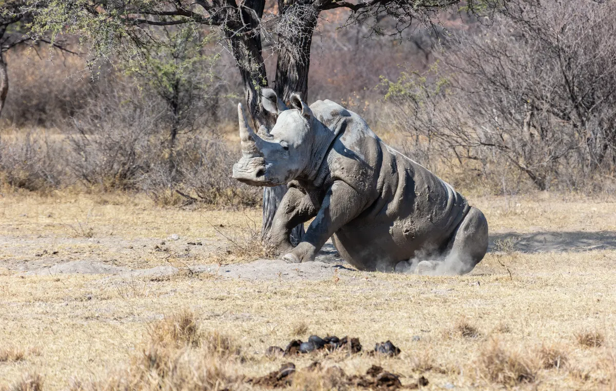 White rhinoceros in protected Botswana sanctuary habitat