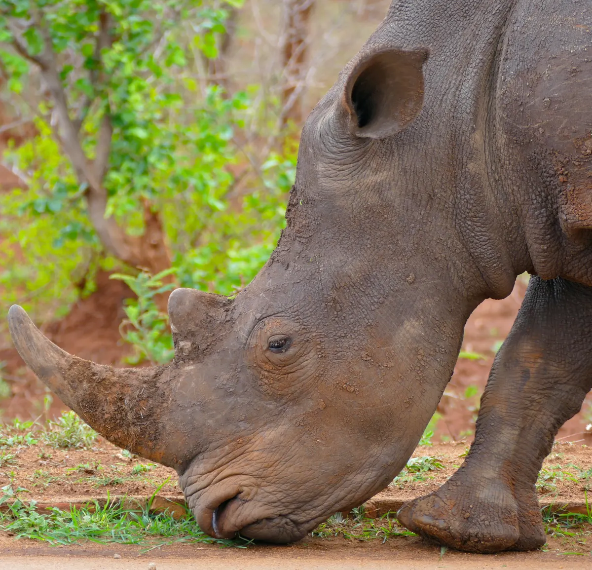 White rhinoceros grazing on grass