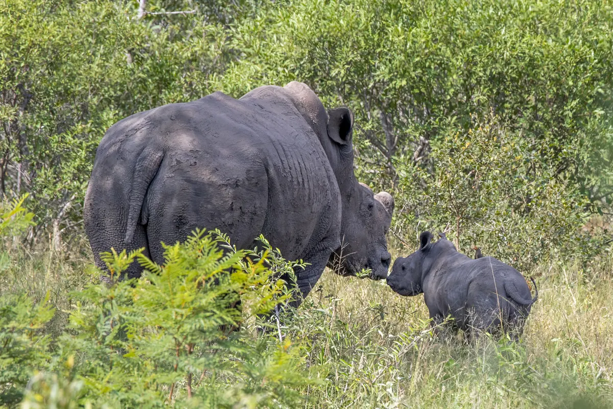 White rhinoceros mother with calf in savanna
