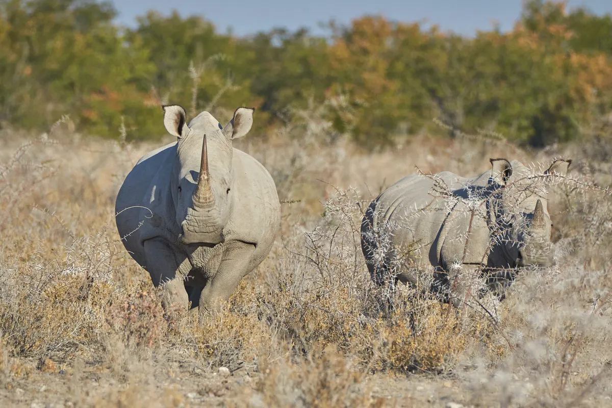 White rhinoceros standing alert in open habitat