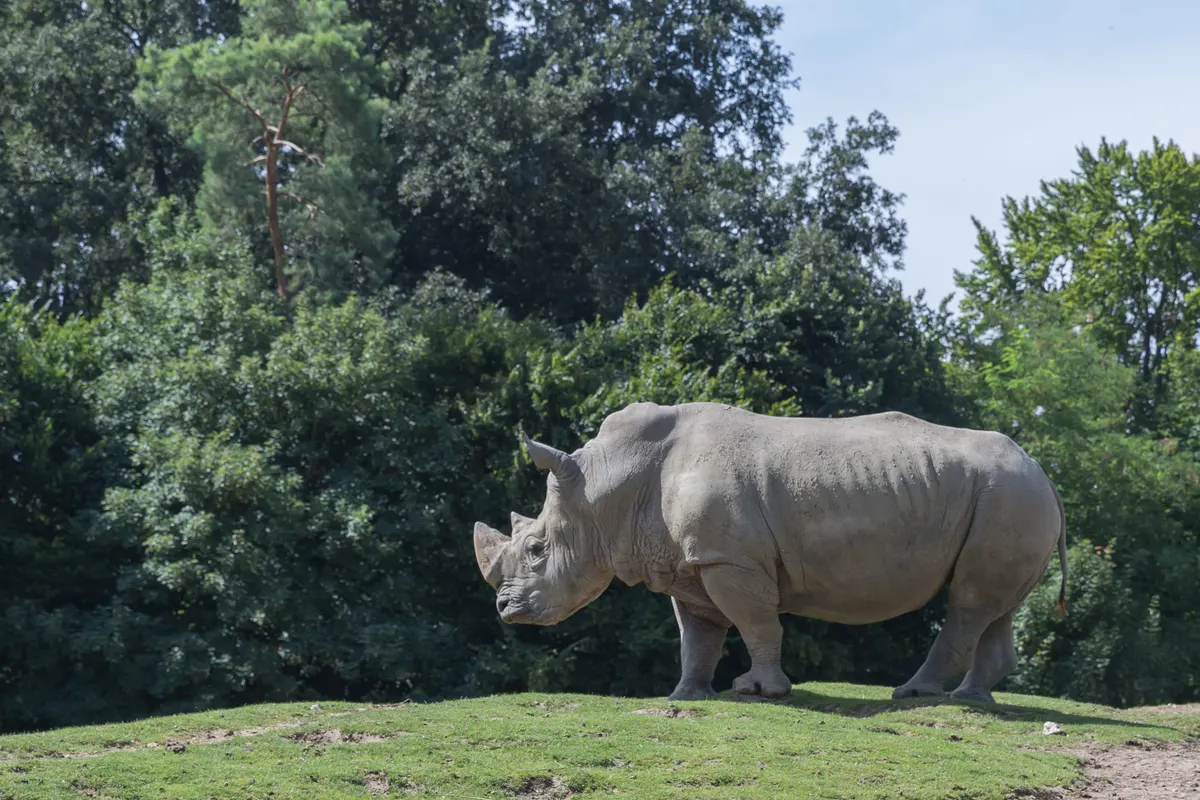 White rhinoceros standing in open savanna grassland habitat
