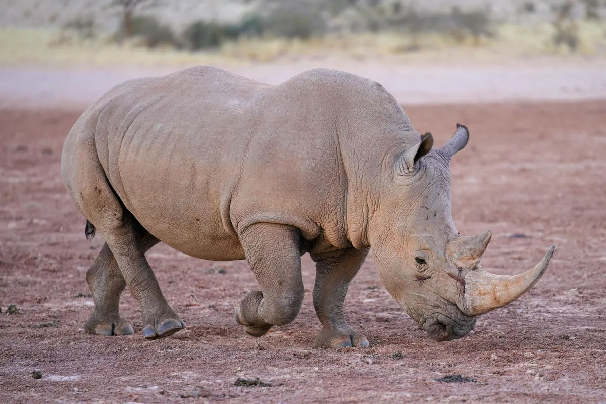 White rhinoceros walking across open African savanna