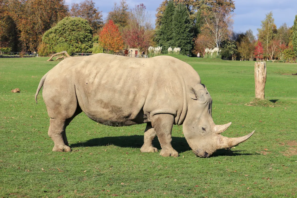 Adult white rhinoceros in African grassland habitat