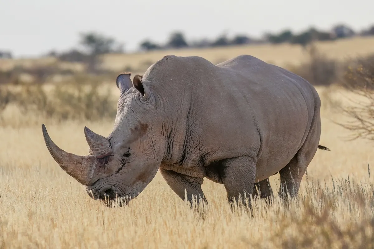 Large male white rhinoceros showing massive body size