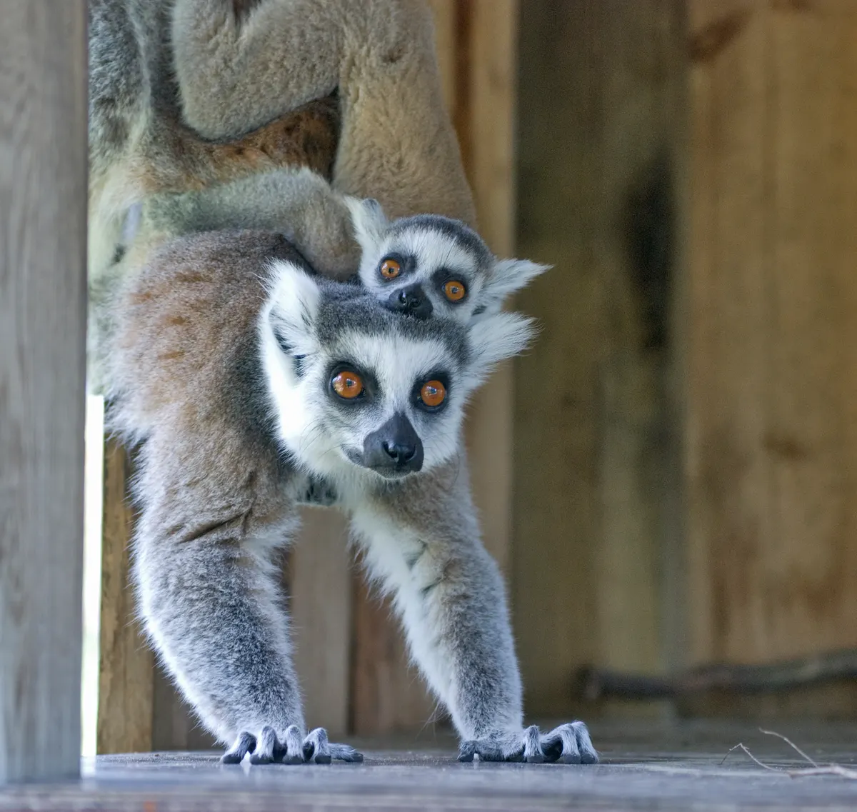 Baby ring-tailed lemur riding on its mother's back