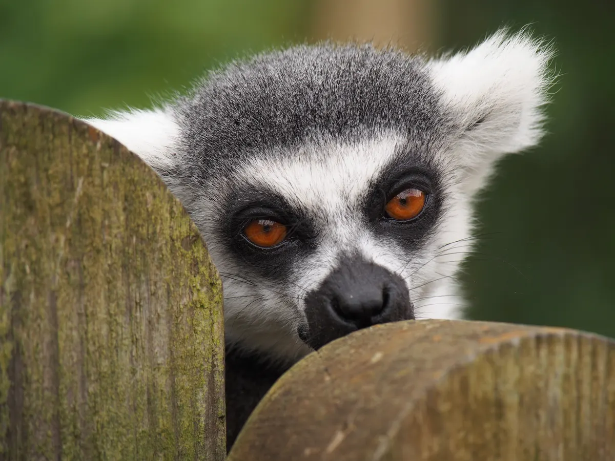 Close-up of a ring-tailed lemur's face with bright orange eyes
