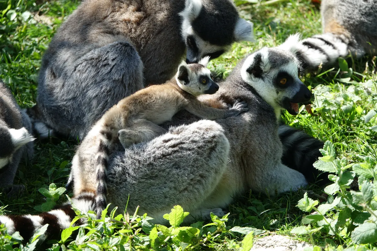 Mother ring-tailed lemur sitting with her young baby
