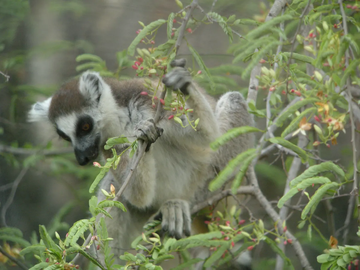 Ring-tailed lemur reaching for tamarind leaves to eat
