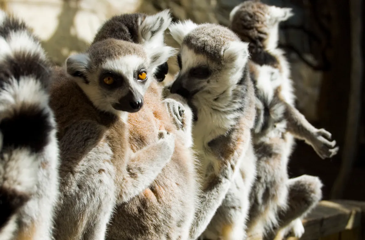 Several ring-tailed lemurs grouped together