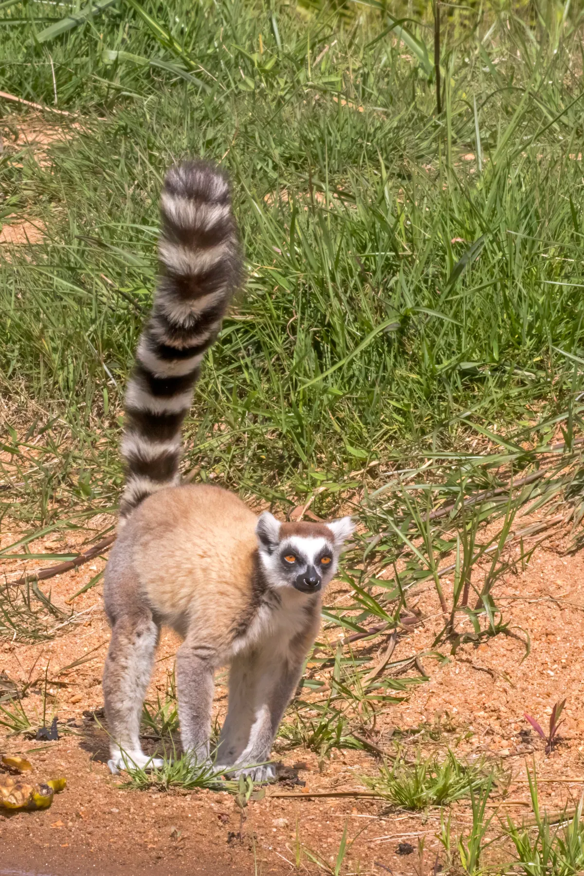 Ring-tailed lemur climbing among trees in a Madagascar reserve