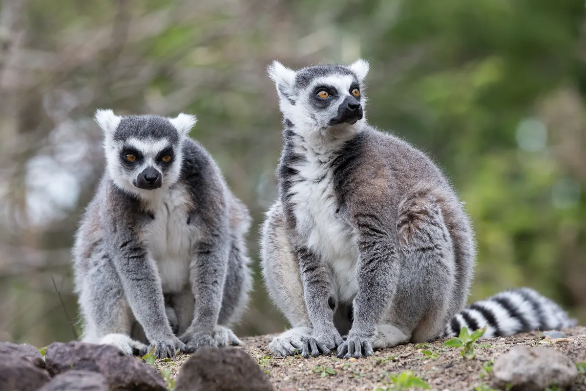 Ring-tailed lemur standing alert in its habitat