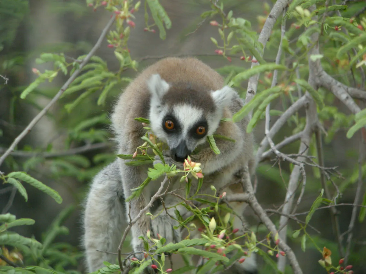Ring-tailed lemur feeding on tamarind leaves in a Madagascar forest