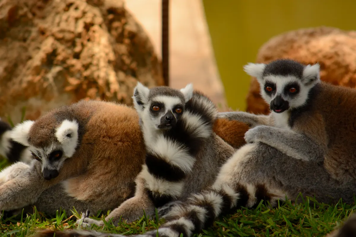 Group of ring-tailed lemurs resting close together