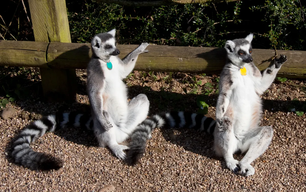 Ring-tailed lemurs sitting up with arms out, sunbathing