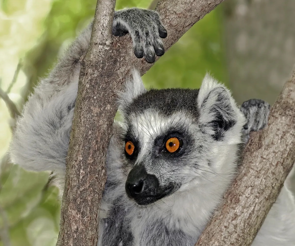 Ring-tailed lemur perched on a branch in a leafy tree