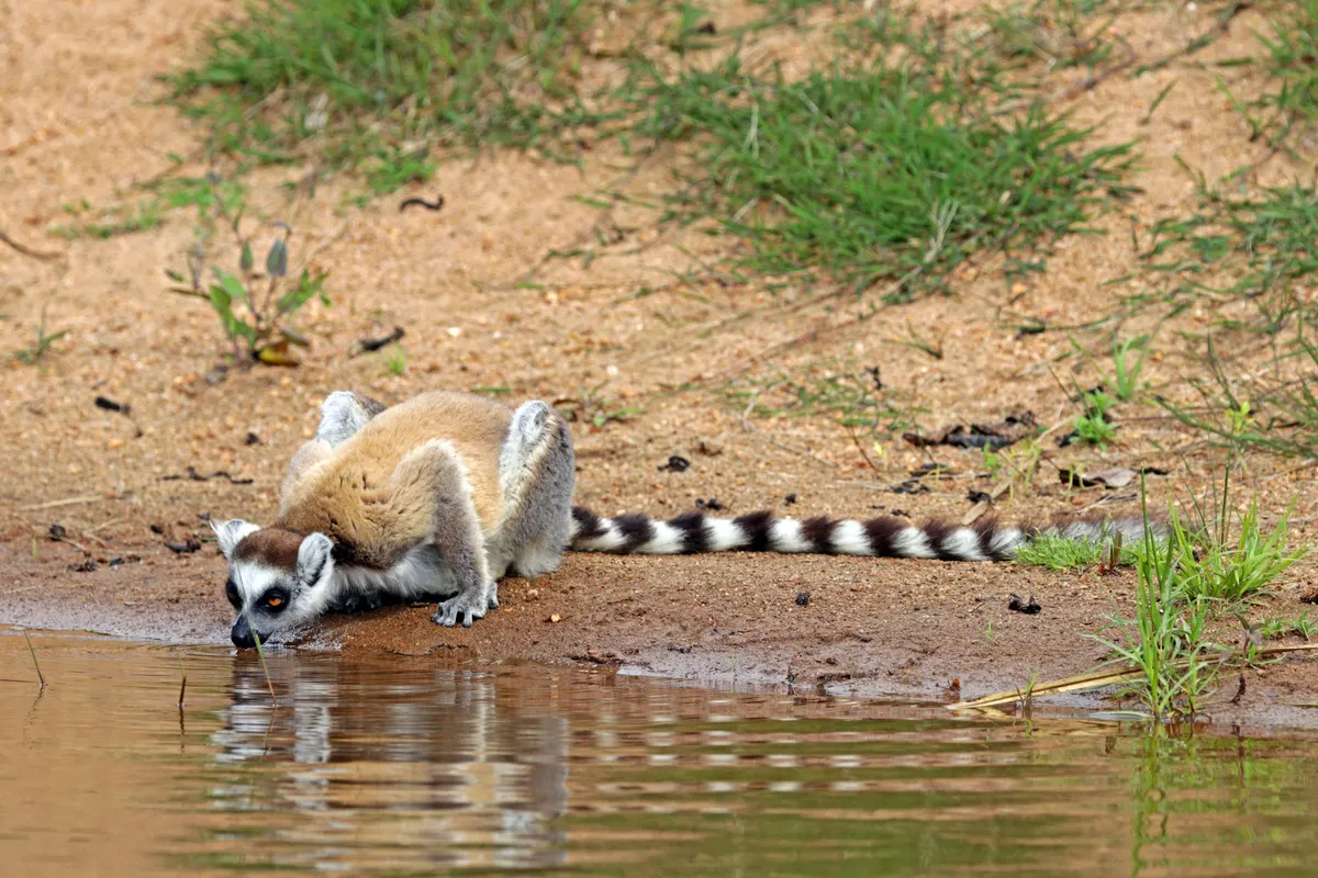 Ring-tailed lemur sitting upright showing its black-and-white striped tail