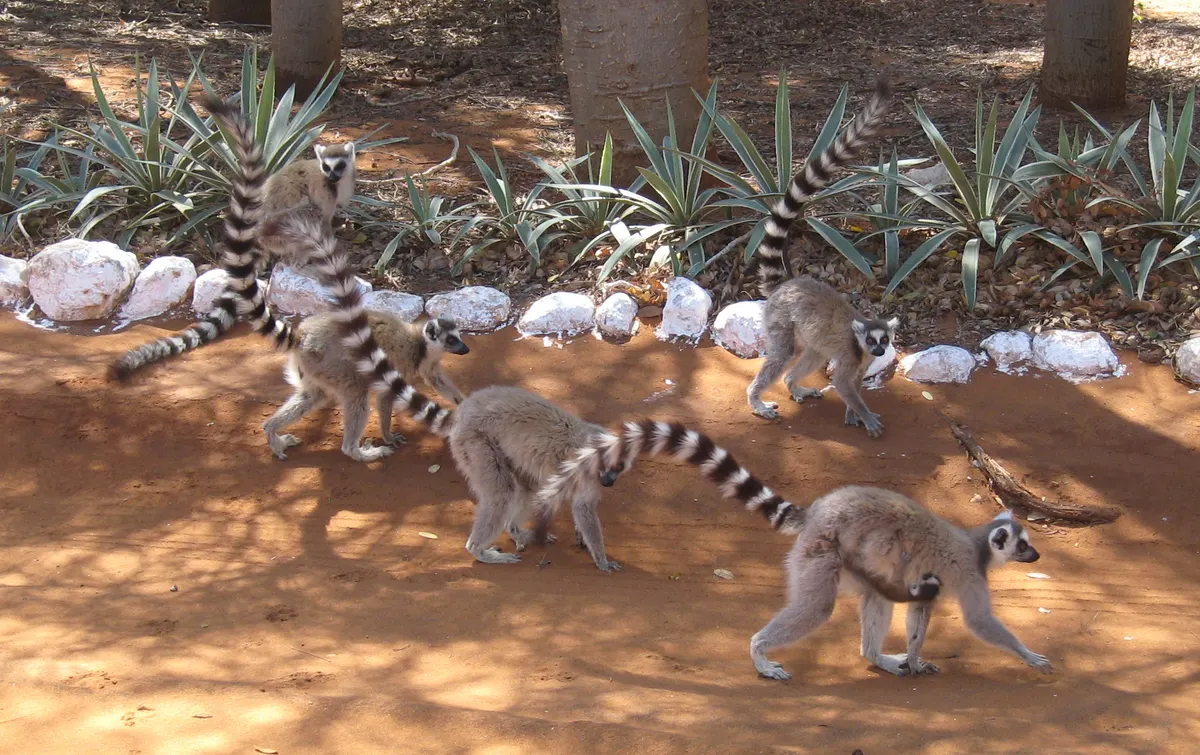 Small group of ring-tailed lemurs walking on the ground at Berenty, Madagascar