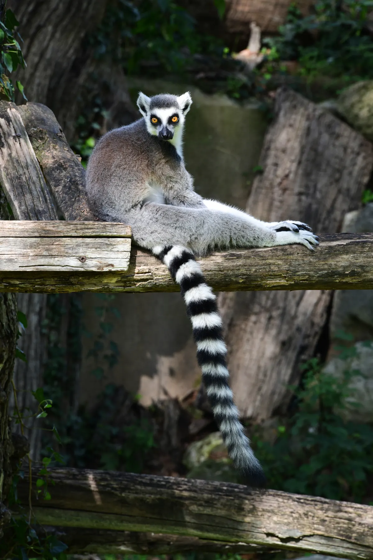 Full body view of a ring-tailed lemur with its long tail curled up