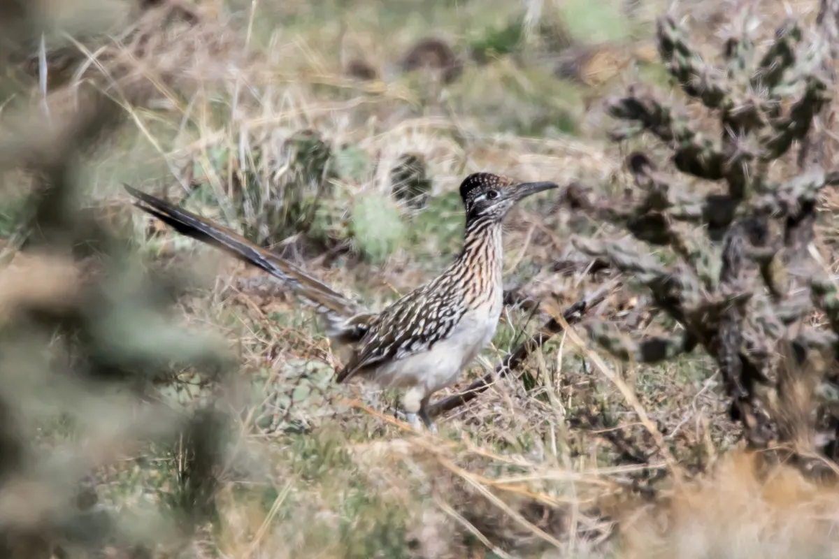 Young greater roadrunner chick with developing feathers