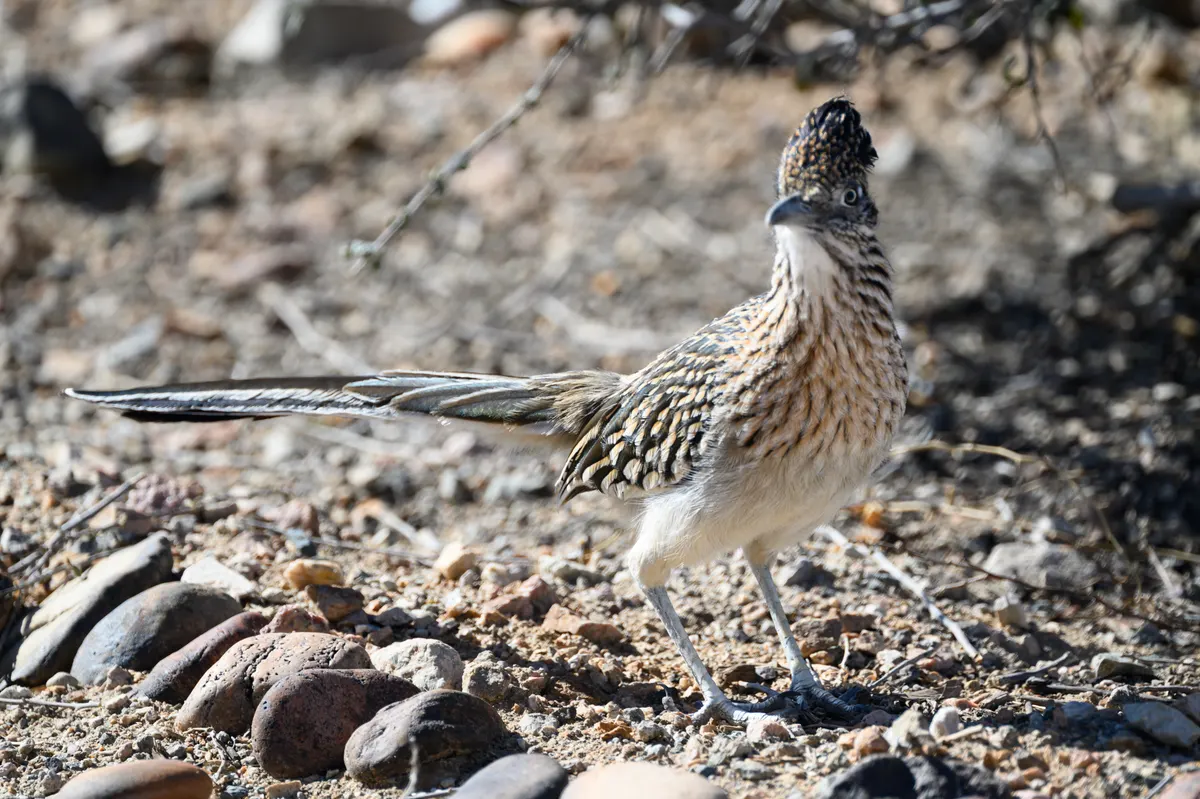 Greater roadrunner holding a lizard prey in its beak