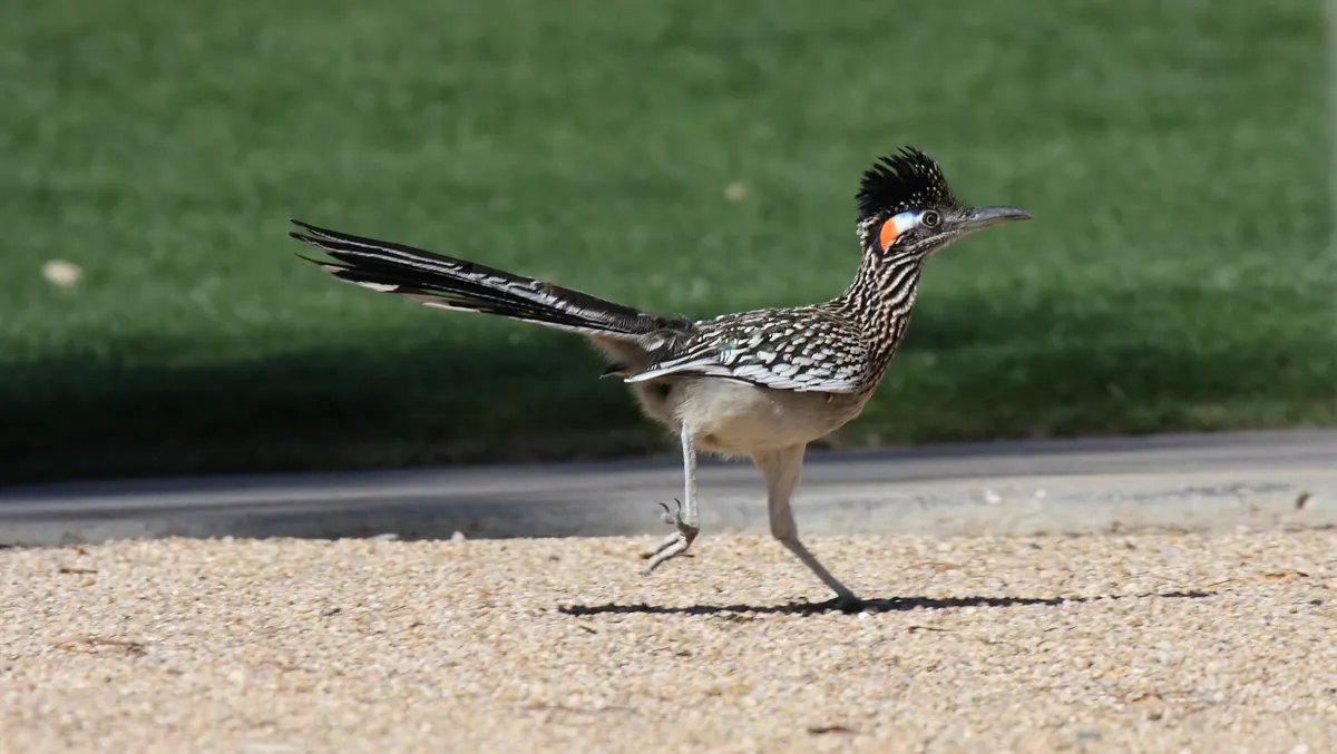 Pair of greater roadrunners together in open desert habitat