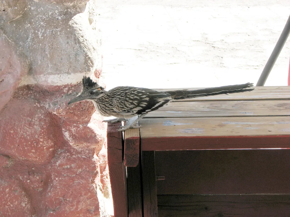 Greater roadrunner standing in arid scrubland habitat