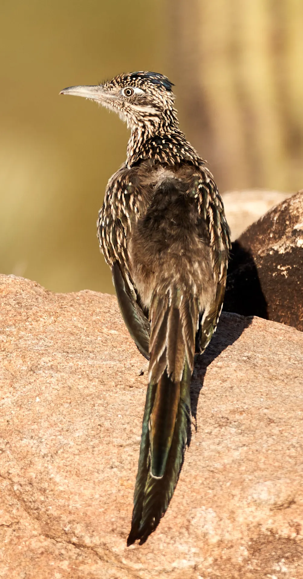 Greater roadrunner in open Texas landscape within its southwestern range