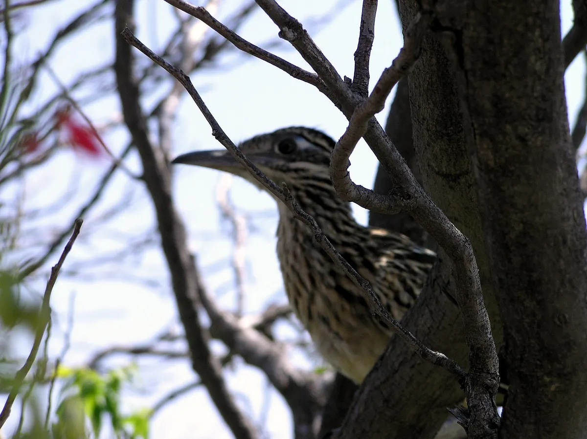 Greater roadrunner perched among desert branches