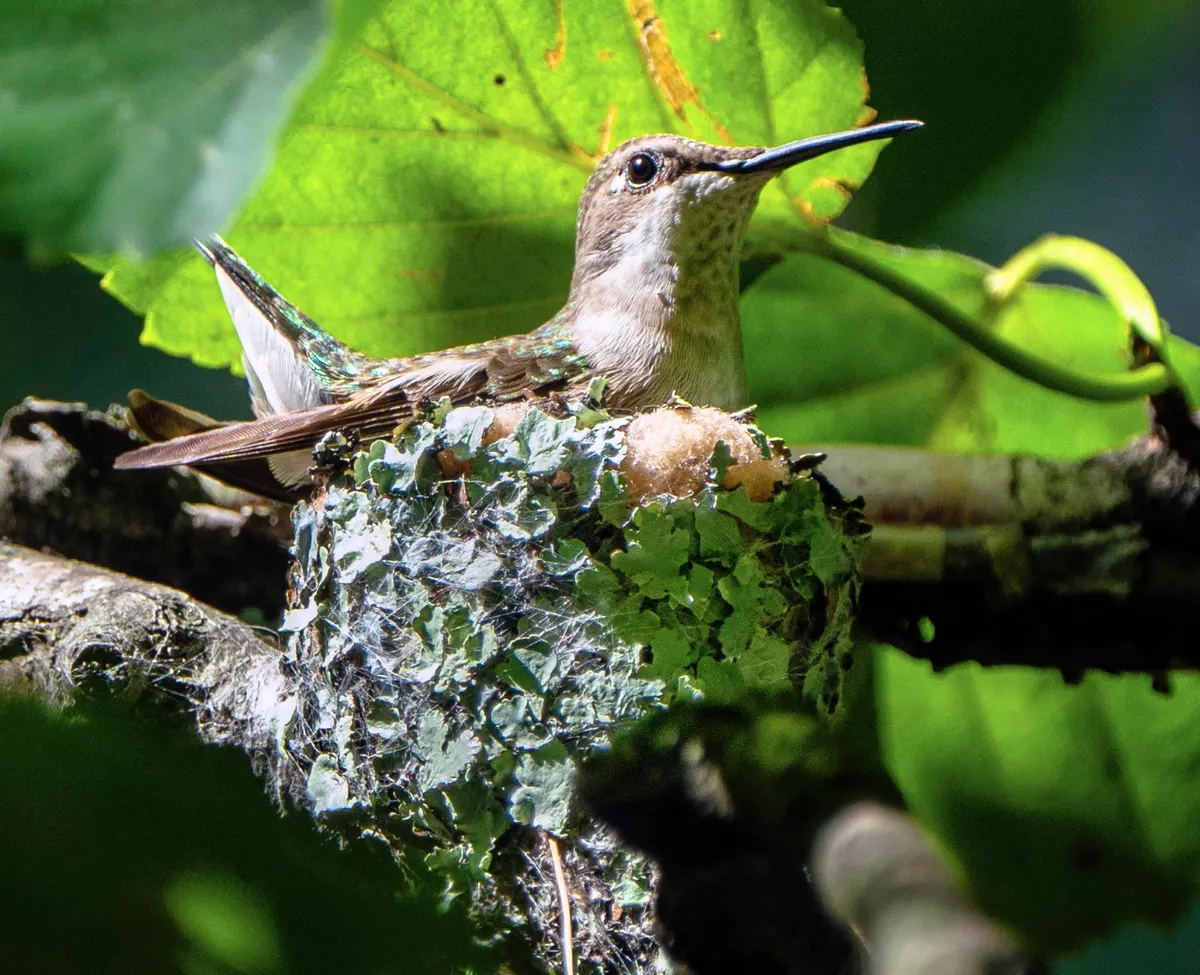 Female ruby-throated hummingbird sitting in a tiny lichen-covered nest on a tree branch