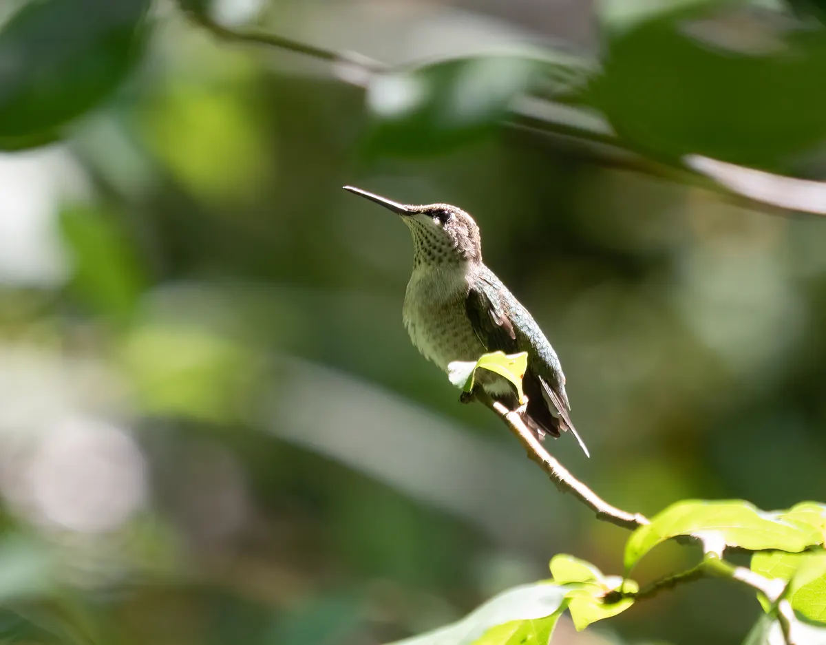 Close-up of a ruby-throated hummingbird hovering in Central Park showing needle-like beak