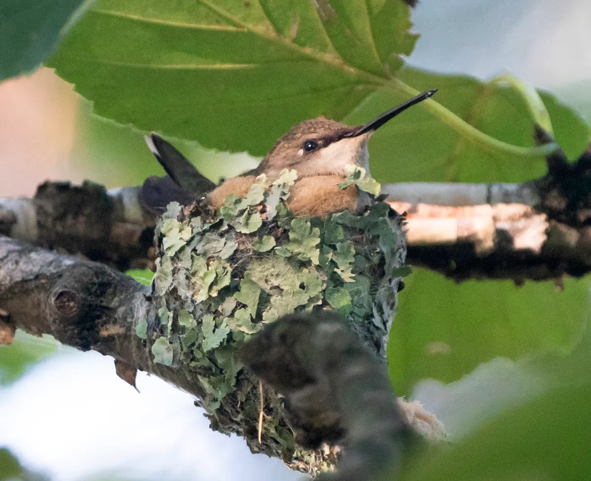 Female ruby-throated hummingbird tending to her nest in a tree