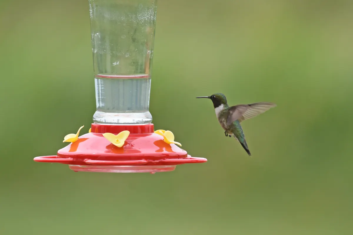 Male ruby-throated hummingbird visiting a backyard sugar-water feeder
