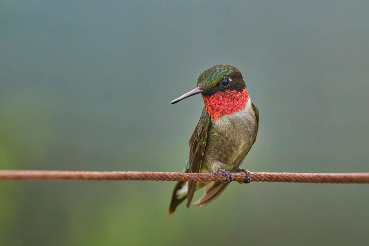 Ruby-throated hummingbird visiting wildflower gardens in an Audubon sanctuary