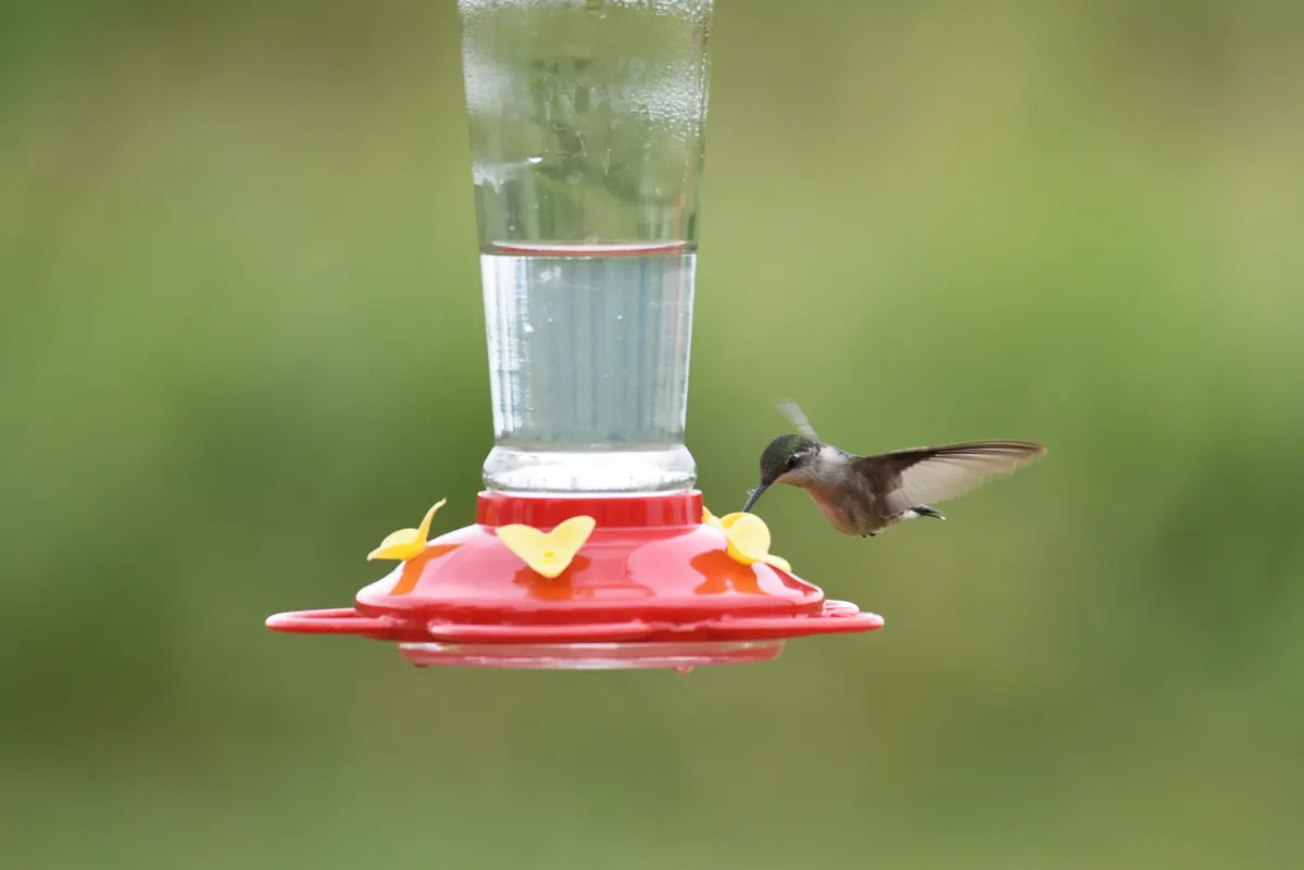 Female ruby-throated hummingbird hovering in mid-flight