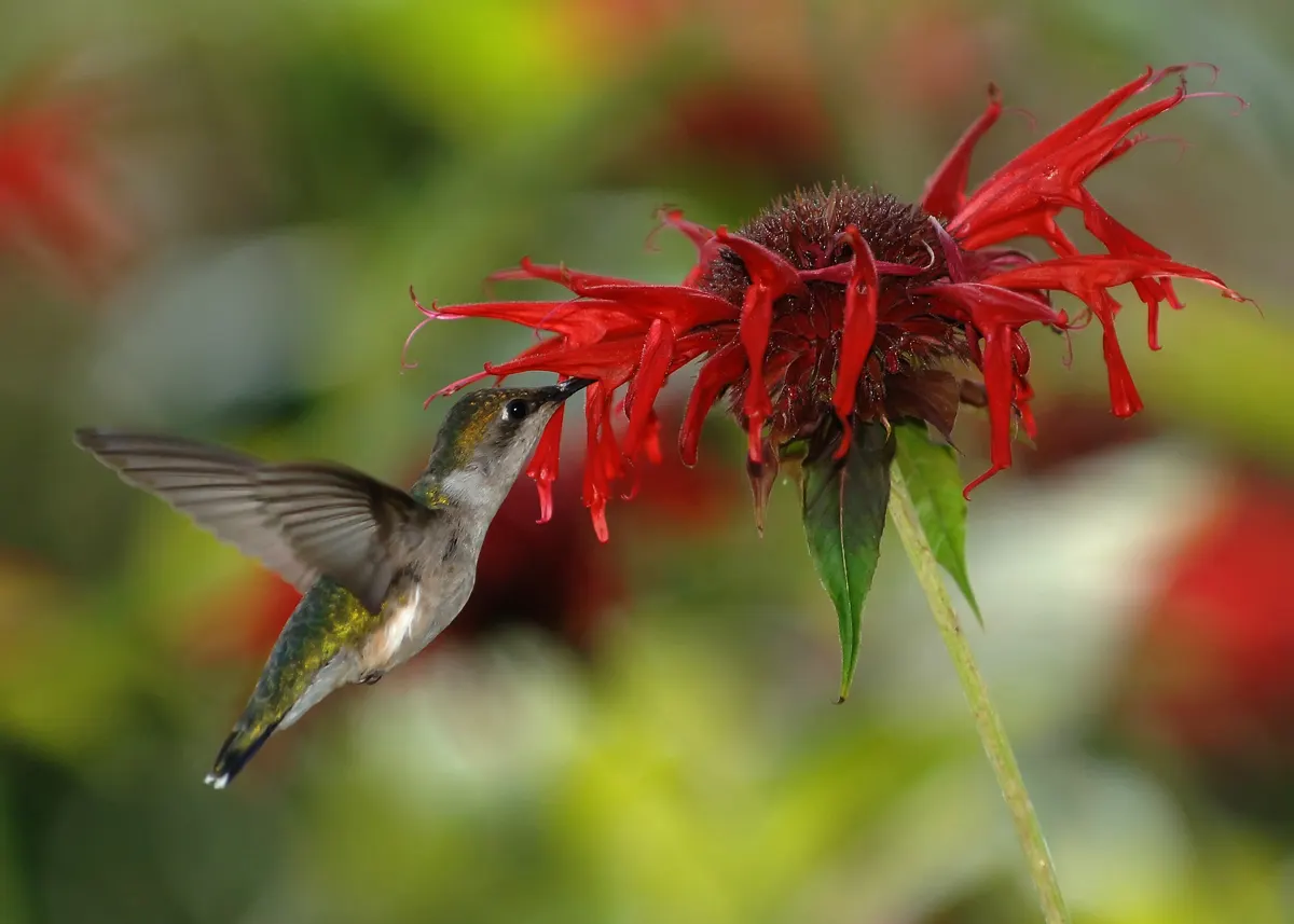 Female ruby-throated hummingbird hovering next to a red flower sipping nectar