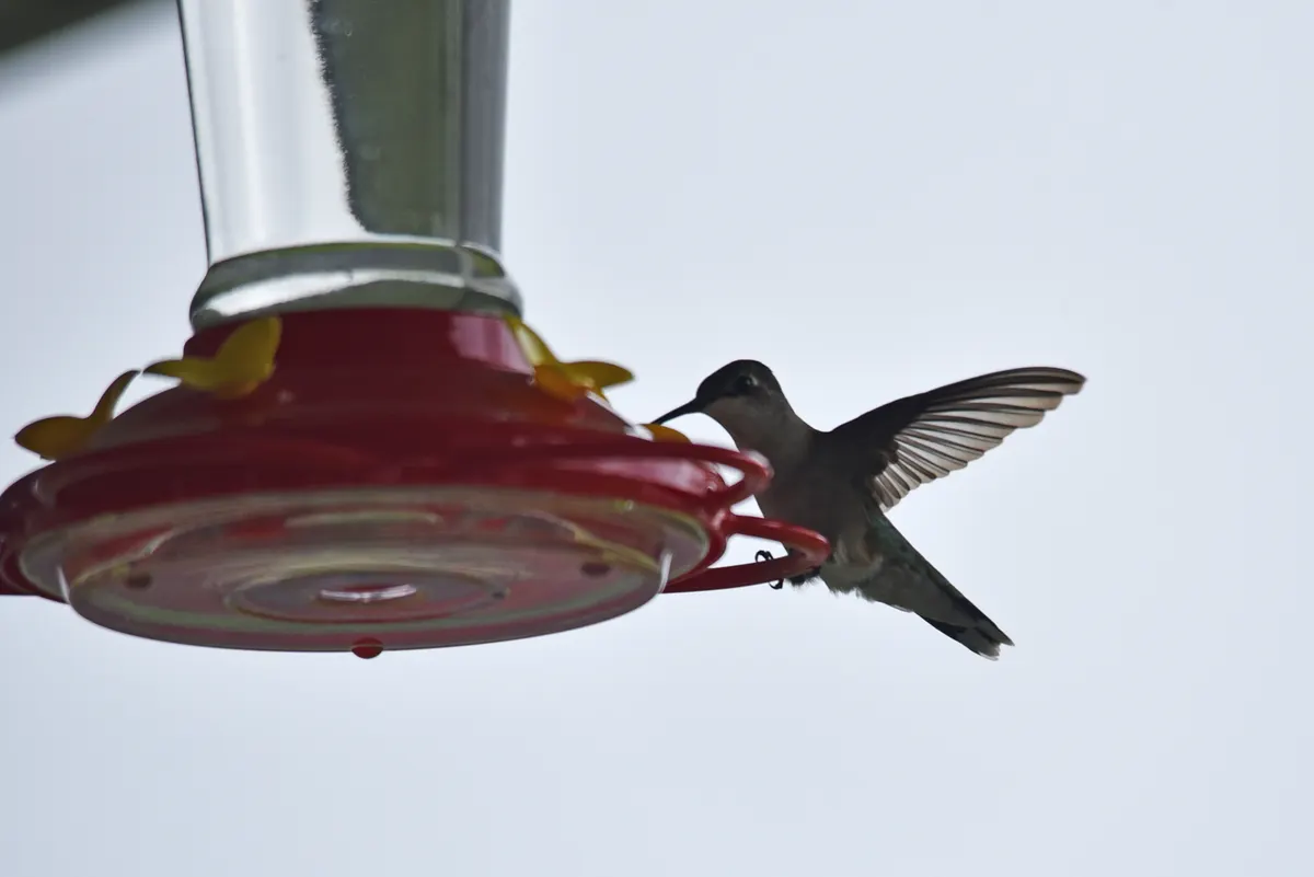 Ruby-throated hummingbird hovering in front of a red tube-shaped hummingbird feeder